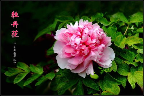 牡丹花開 2024149 苗木