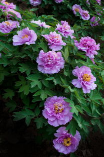 牡丹花開正盛，芍藥含苞待放，洛陽牡丹公園春色滿園