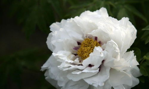 2021中國農業(yè)農村重大新產品 系列優(yōu)異花色牡丹遠緣雜交新品種