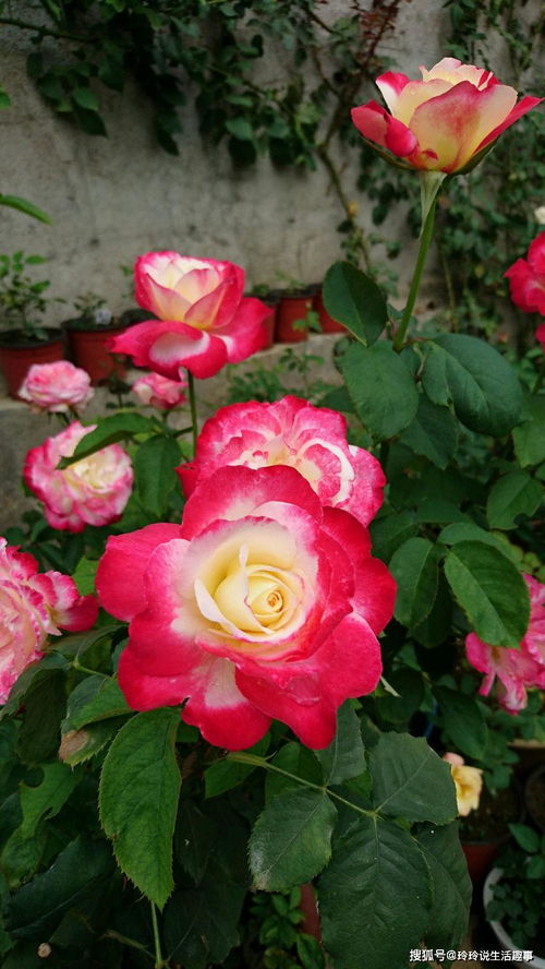 賞花何必獨牡丹？精品月季“紅雙喜”，花中皇后更勝芳