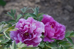 國(guó)色天香之源 牡丹12號(hào)苗木的培育與鑒賞