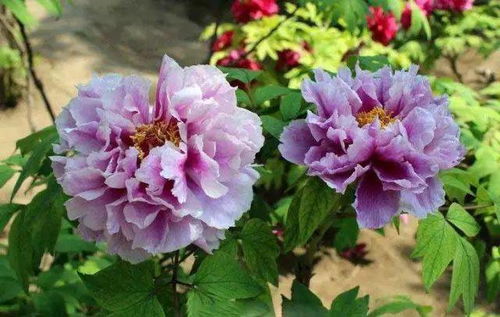 再現(xiàn)牡丹情