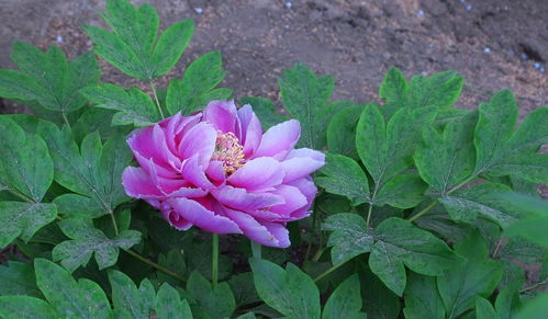 牡丹花開，苗木生機