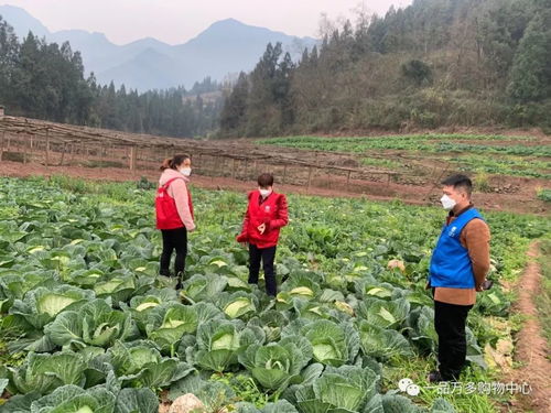 抗擊疫情丨一品萬多上門收購解決農(nóng)民銷售難題，確保民生需求