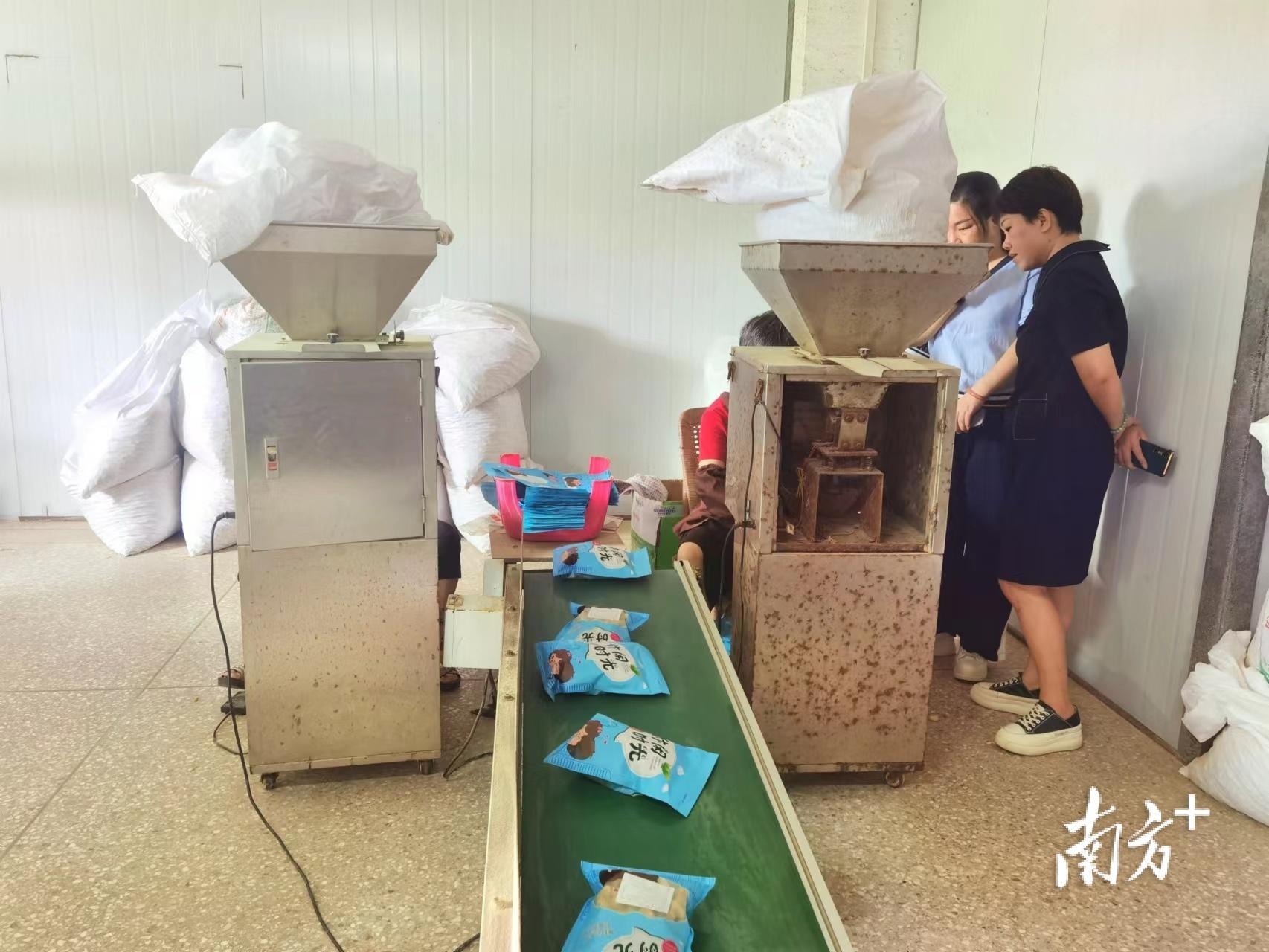 梅州興寧寧新街道 撂荒地長出‘金豆子’，七彩花生種植帶來好‘錢’景