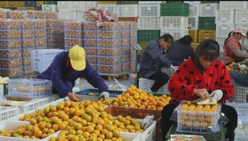 融合新業(yè)態(tài)，拓寬致富路 泰州創(chuàng)新食品銷售模式引領(lǐng)強(qiáng)村富民新探索